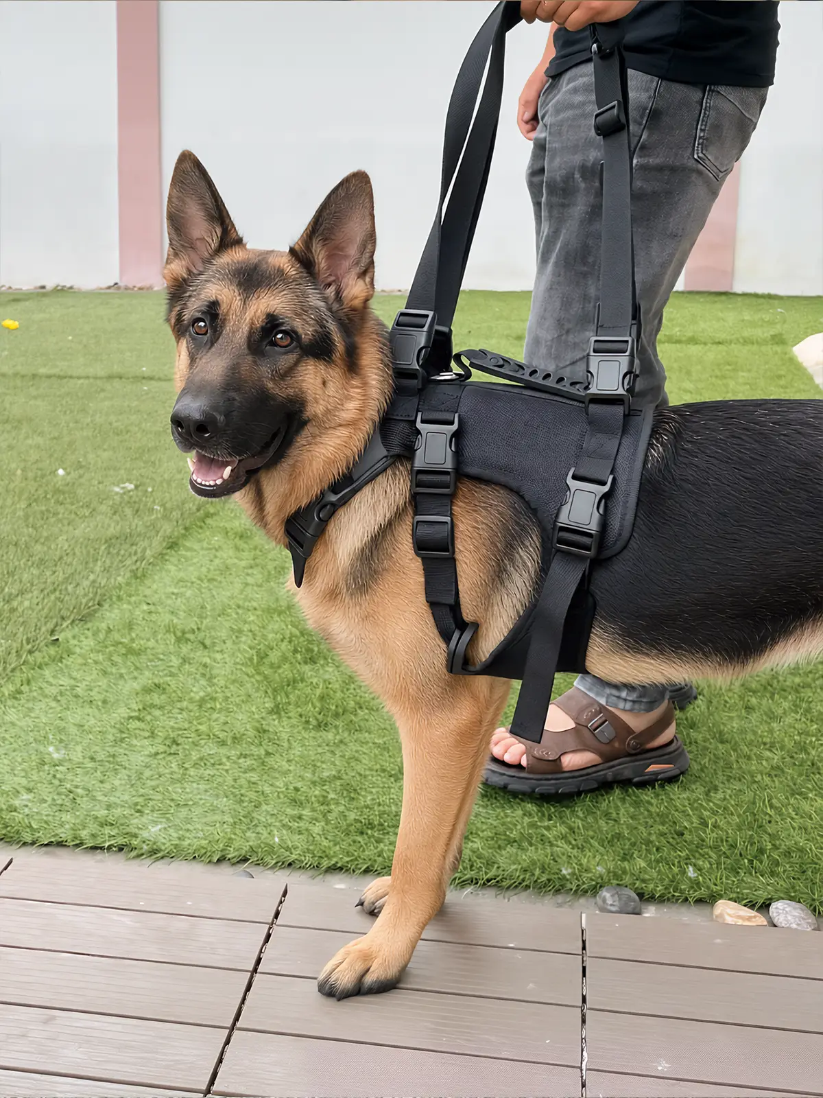 German shepherd wearing a canine mobility support harness