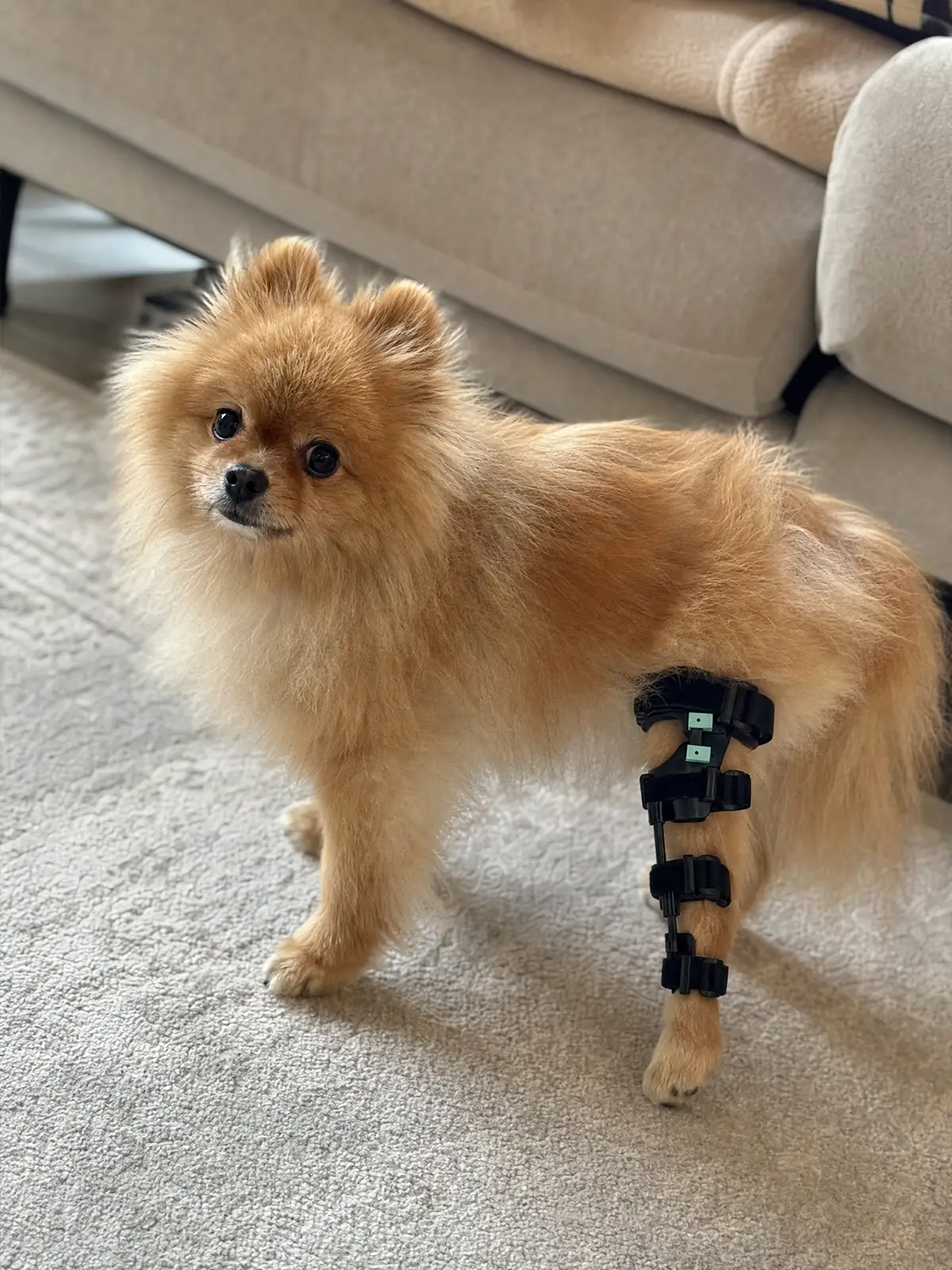 Small dog wearing a custom hindlimb rehabilitation brace